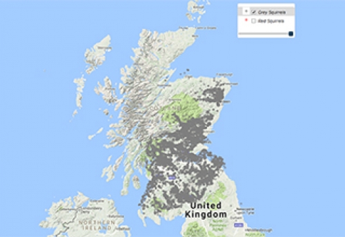 Squirrel Sightings Scotland